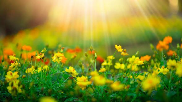 Слънце над Разград: до 15° и почти без шанс за валежи на 25 март