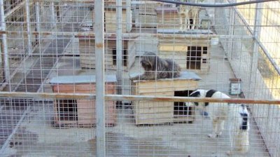 &bdquo;Истории от приюта&ldquo; тръгва от мястото, където започват съдбите: книга дава глас на бездомните кучета в Разград